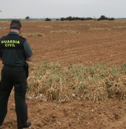 La Guardia Civil da consejos a los agricultores para evitar los robos de ajos