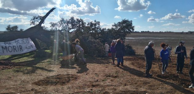 Salvar la carrasca Ruli: los vecinos de la Mancha no quieren que muera este árbol singular
