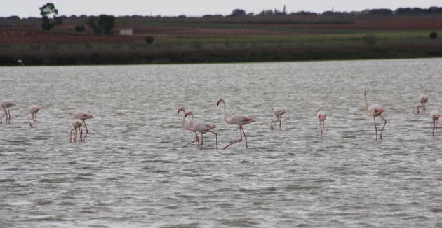 El flamenco es una de las aves habituales en estos humedales manchegos. El flamenco es una de las aves habituales en estos humedales manchegos.