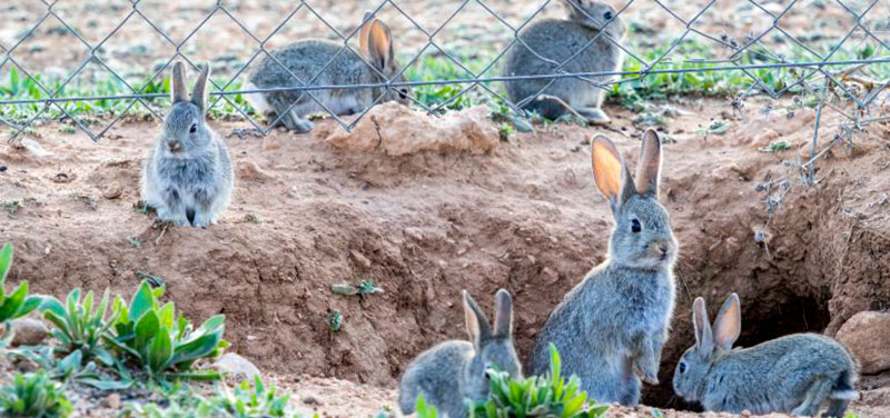 Crean una Plataforma por la Plaga de Conejos en La Mancha para luchar contra los daños en la agricultura