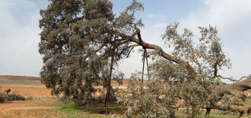 Declaran árbol singular la Carrasca Ruli de Mota del Cuervo