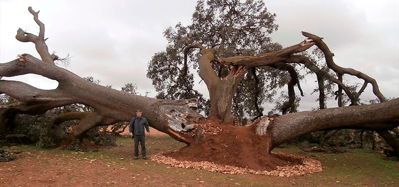 El Gobierno regional inicia el expediente para declarar la ‘Carrasca Ruli’ de Mota como árbol singular