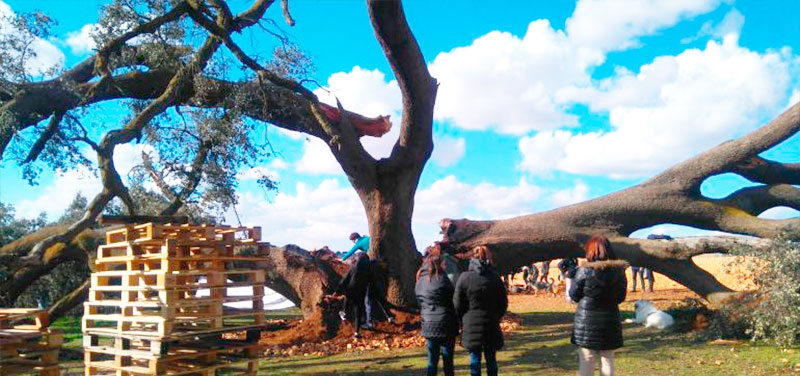Salvar la carrasca Ruli: los vecinos de la Mancha no quieren que muera este árbol singular