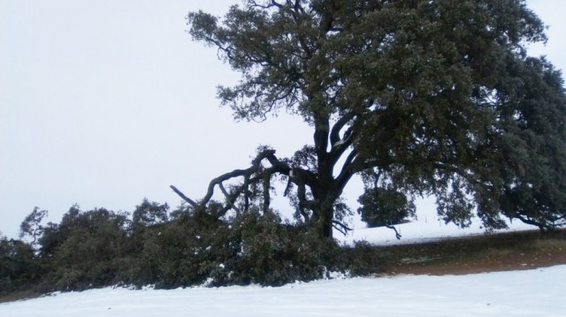 La nieve destroza una rama de varios metros de la encina milenaria de Mota del Cuervo