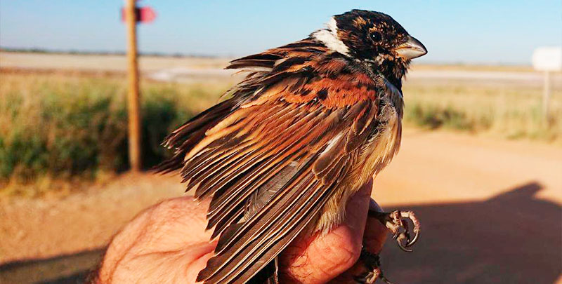 Identificadas diez especies en la Laguna de Manjavacas en la campaña de anillamiento de aves palustres