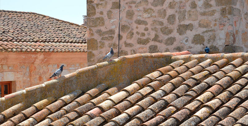 Mota del Cuervo declara la 'guerra' a la proliferación de palomas