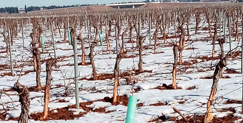 Mota del Cuervo busca el apoyo institucional para paliar los daños de las nevadas a los agricultores