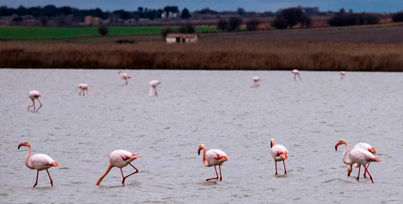 Este año 200 flamencos visitan las Lagunas de Manjavacas