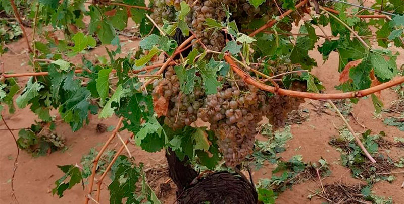Viñas "prácticamente vendimiadas" es lo que ha dejado el paso de la DANA por Mota del Cuervo