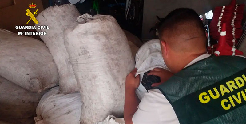 Recuperan casi una tonelada de aceituna sustraída en Mota del Cuerv